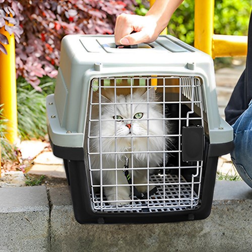 Extra large pet cat - extra,