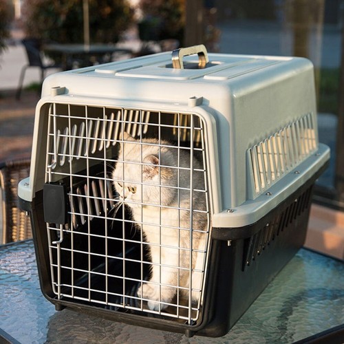 Grey large pet carrier cat - pet,